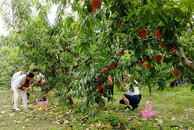 fruit pickup1.jpg