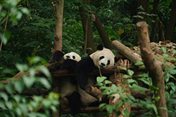 panda-base-250-167.jpg panda-base-250-167.jpg