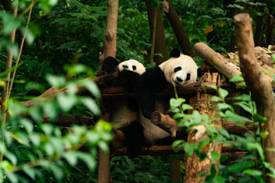 panda400267.jpg
