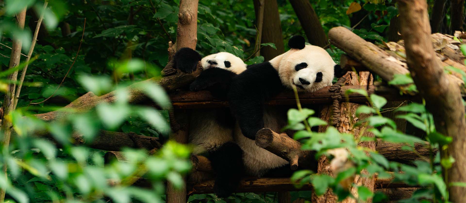 Chengdu City Tours